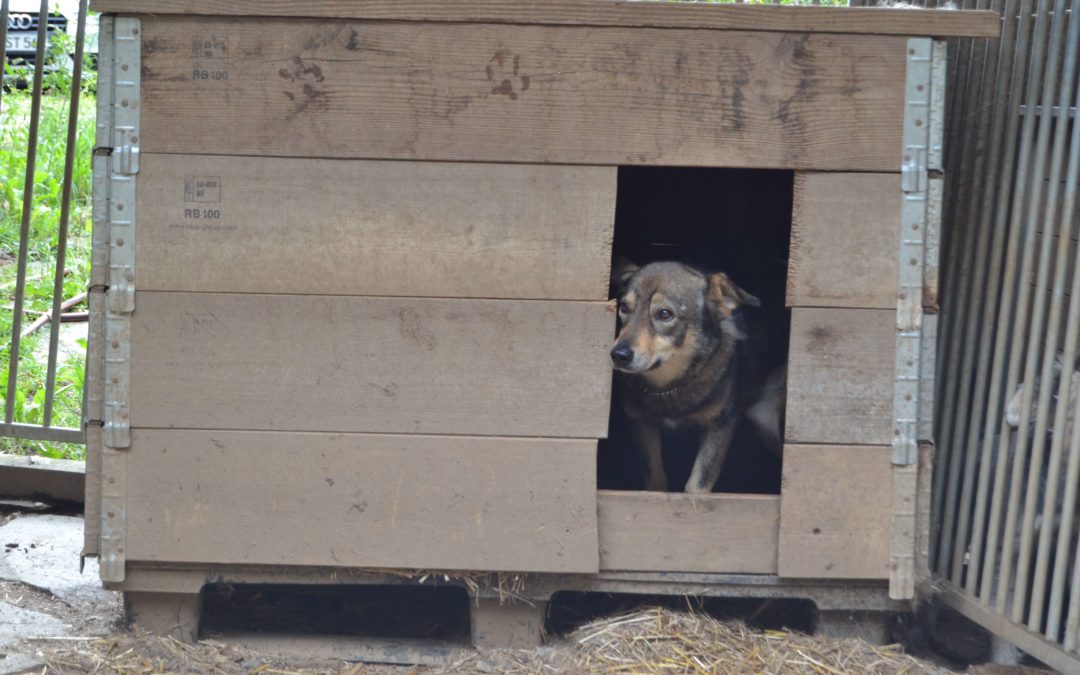 Angsthund Bandito versteckt sich zitternd in seiner Hütte