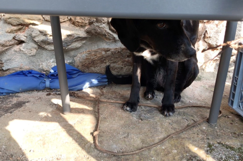 Strassenhund Numa unter Stuhl versteckt