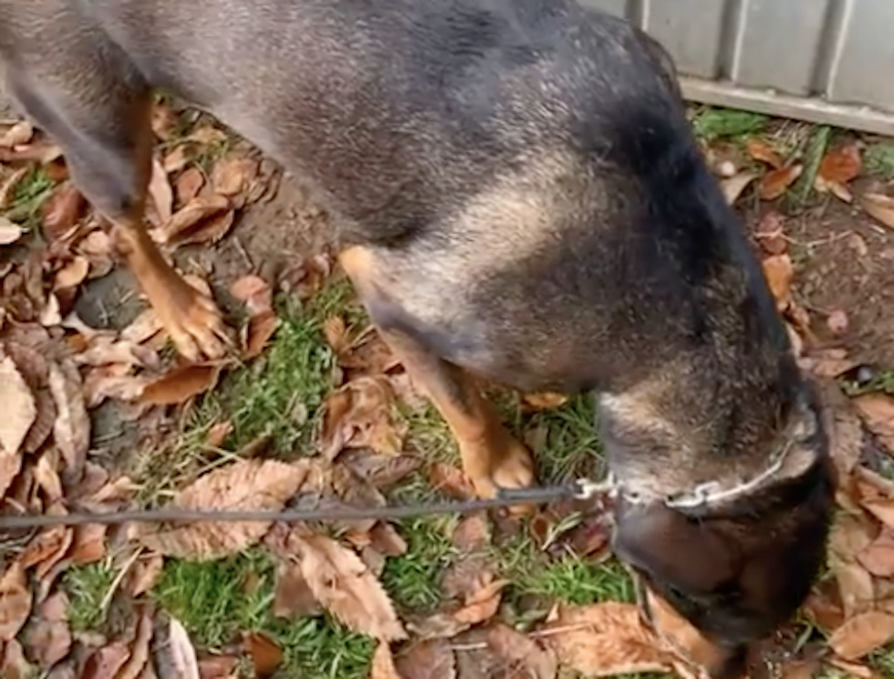 Problemhund Thulio's 2. Tag in der Lebzeitpension