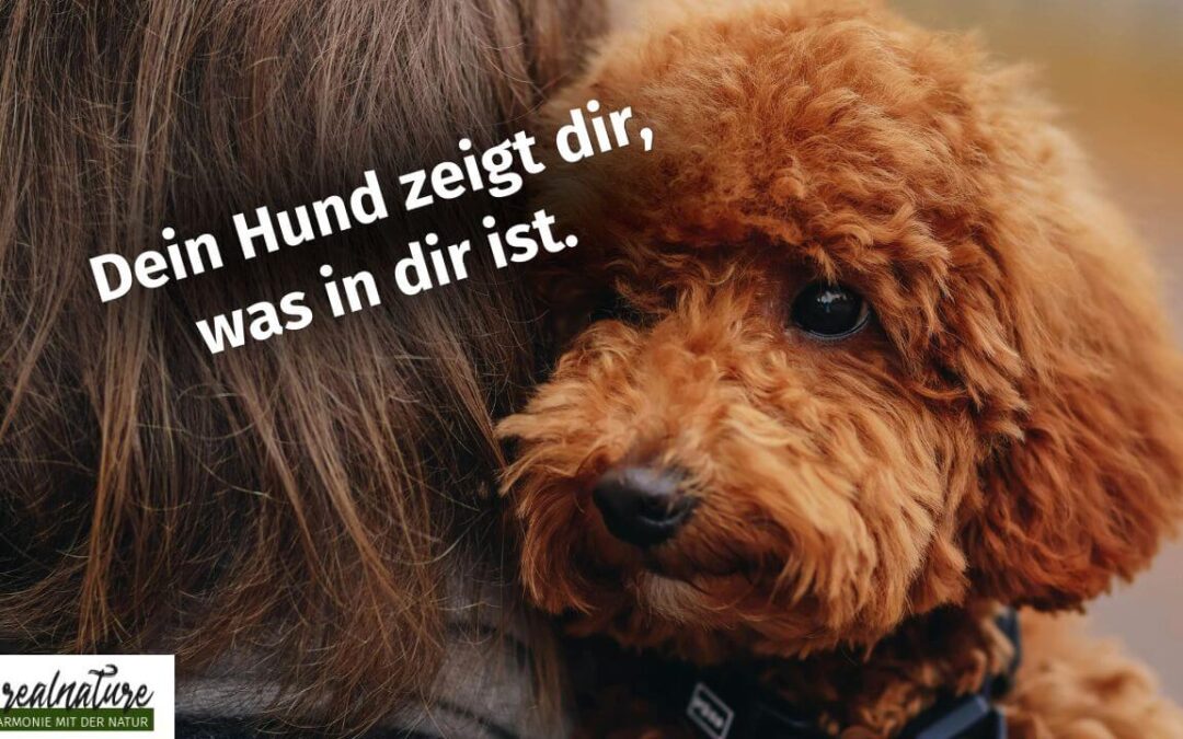 Ist dein Hund ein „Problemhund“? – Warum schwierige Hunde deine größten Lehrmeister sind 🐾✨