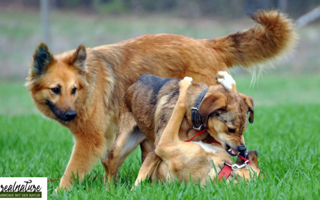 Hast du einen Problemhund?