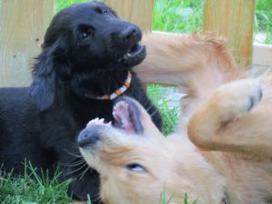 2 Welpen beim Spielen Dogsitting 2 chiens jouent