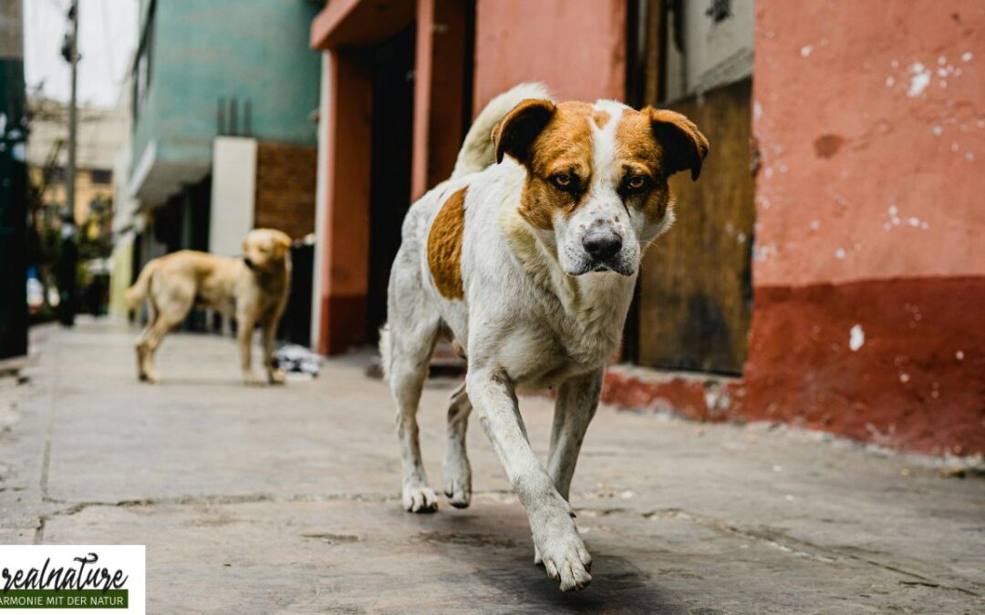 Die Geschichte eines Strassenhundes