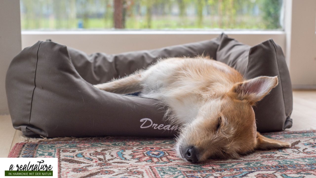 Beruhigungsmittel für Hunde