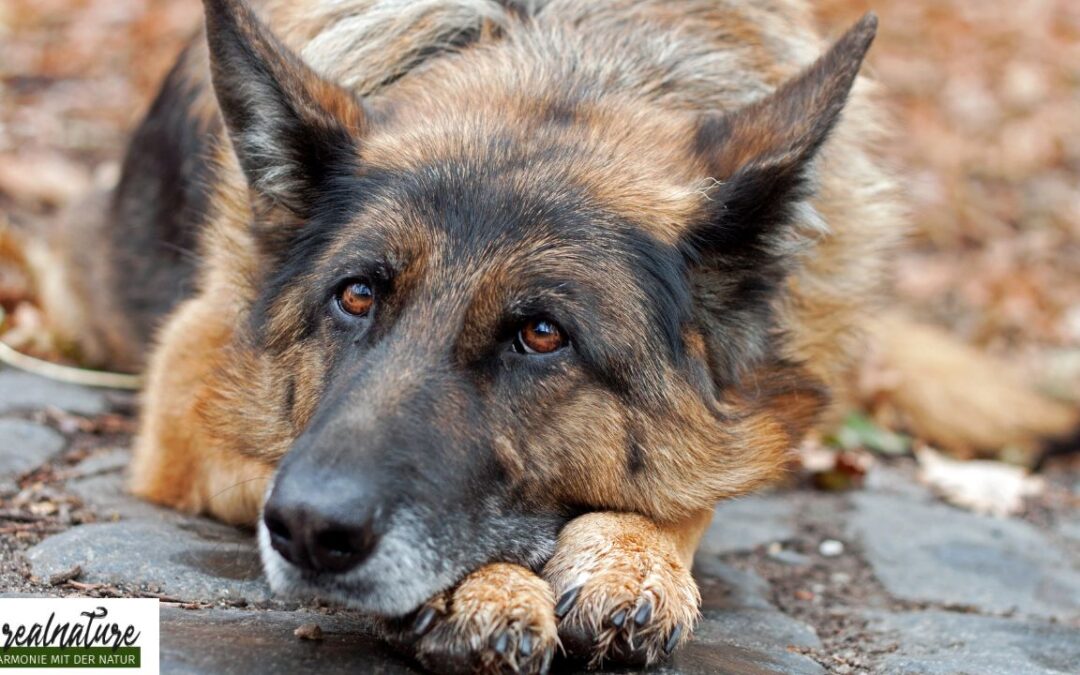 Hilfe mein Hund zittert