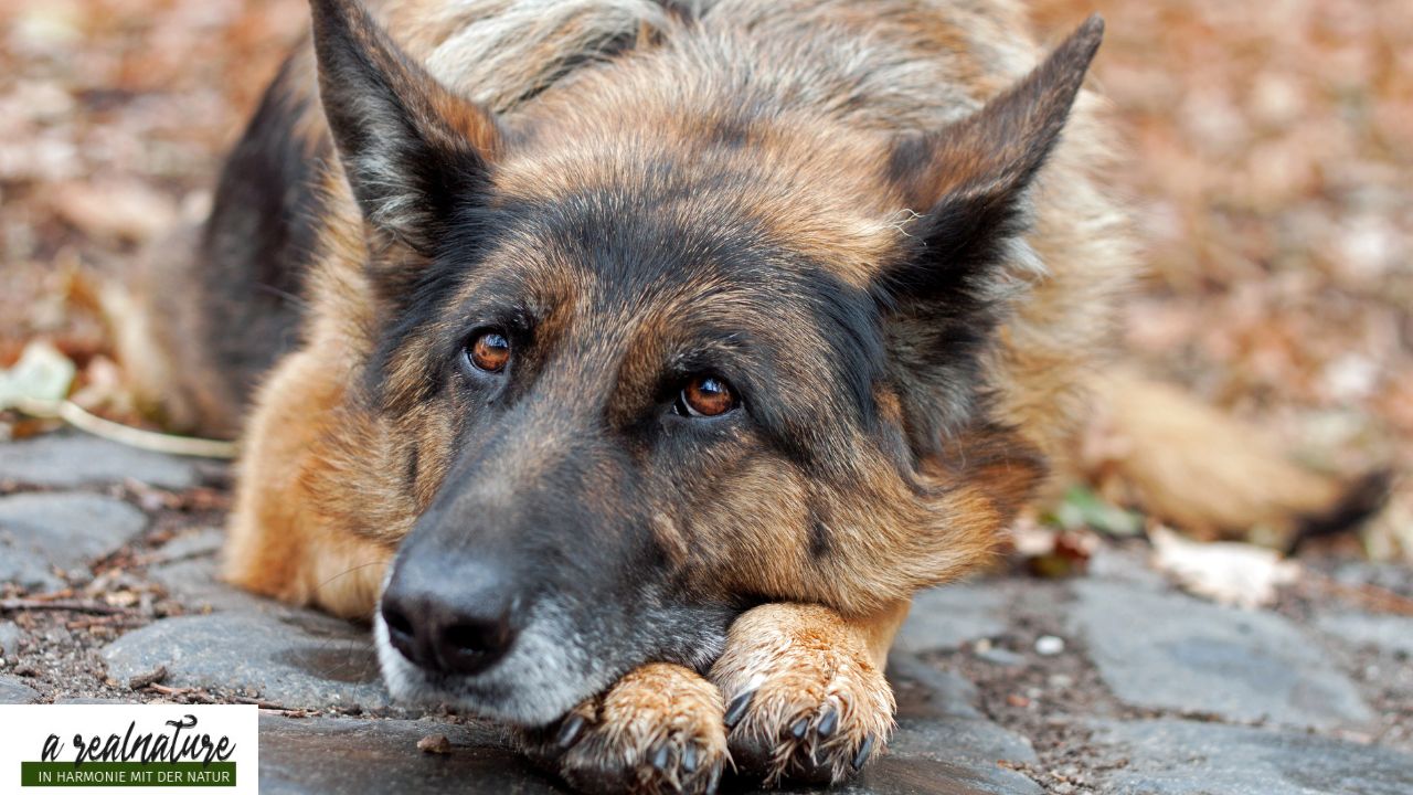 Hilfe mein Hund zittert