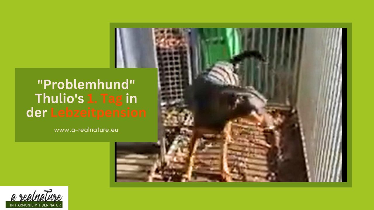 Problemhund Thulio’s 1. Tag in der Lebzeitpension Problemhund Thulio’s 1. Tag in der Lebzeitpension