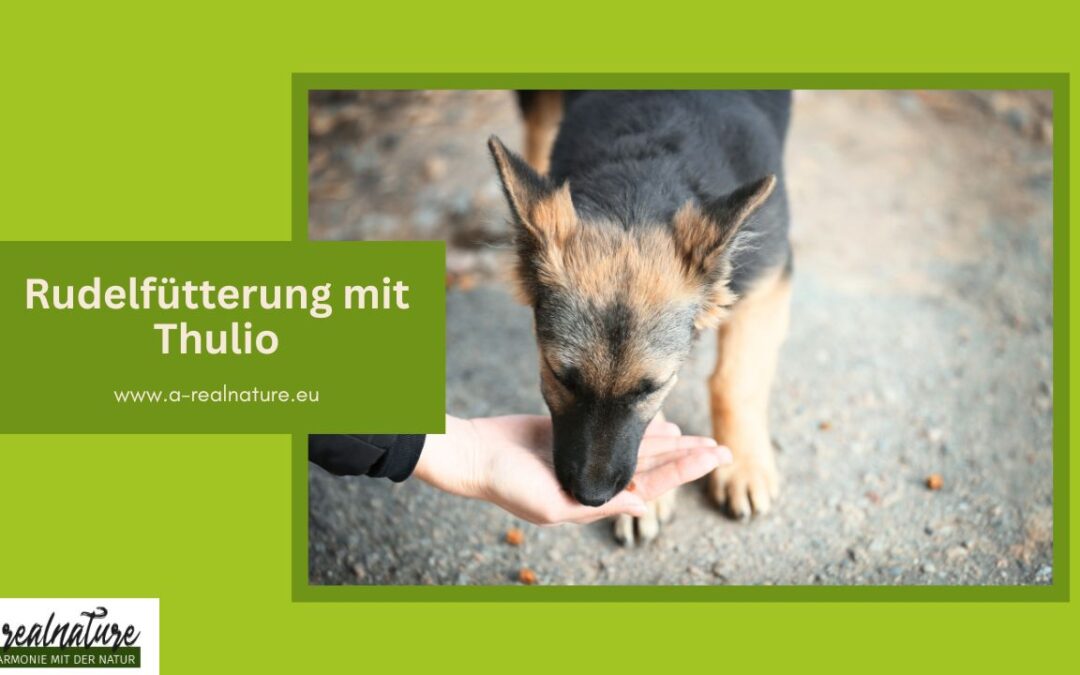 „Problemhund“ Thulio ist nach 4 Wochen im Rudel