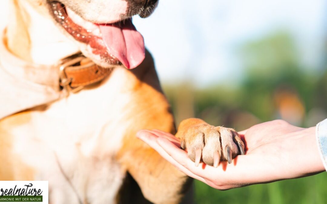 Hundetraining: Die Social Media Illusion