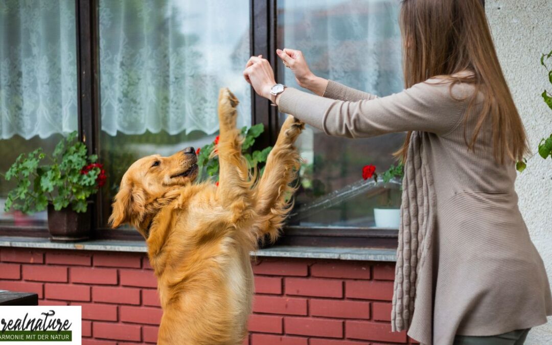 Wenn dein Hund dich spiegelt