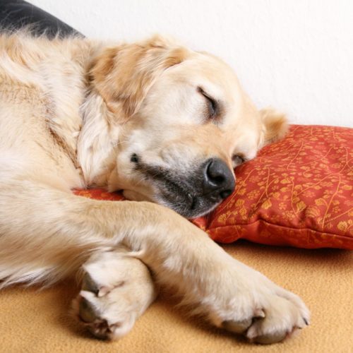 Zufriedener Hund schläft Zufriedener Hund schläft