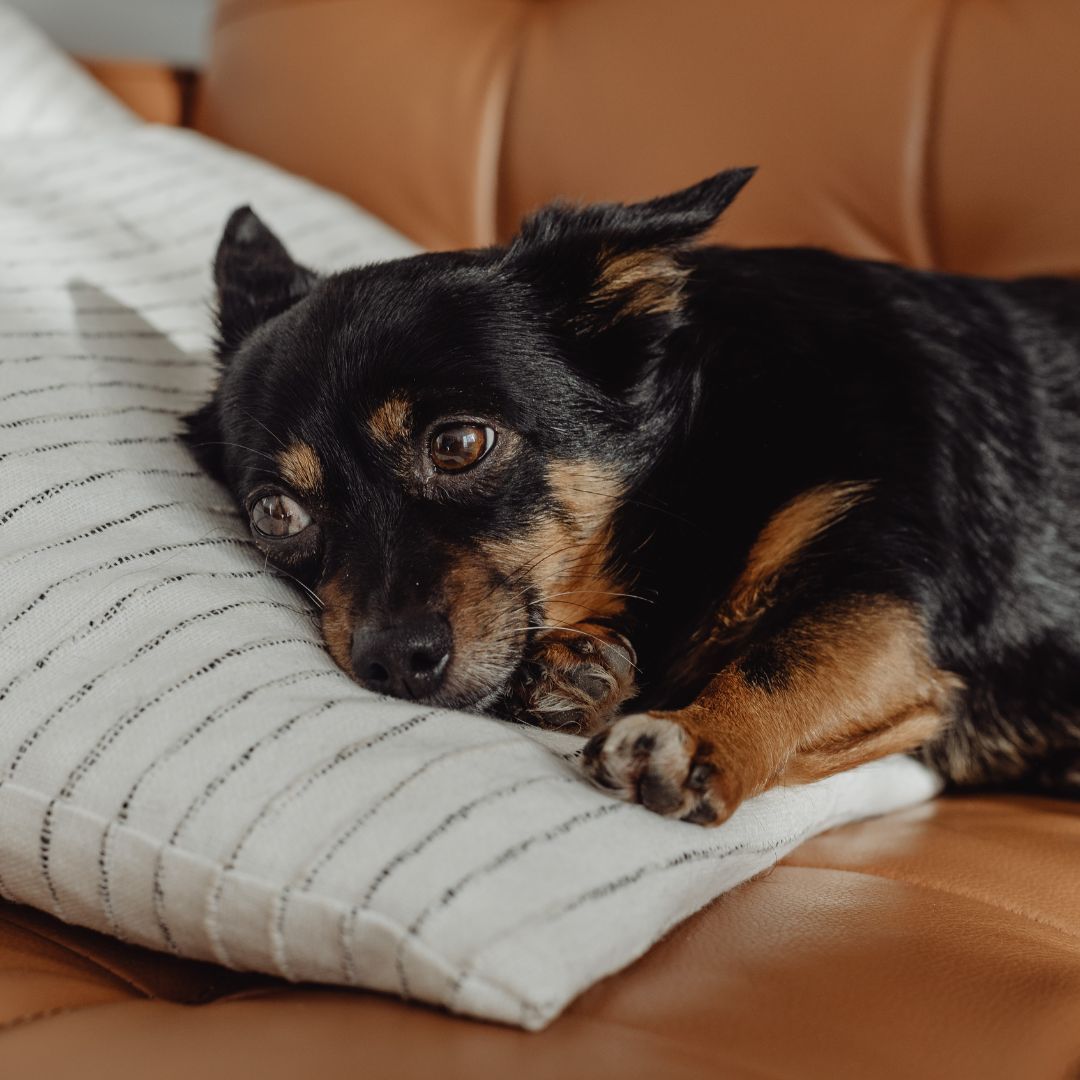Ein völlig ausgebrannter Hund liegt frustriert auf seinem Platz