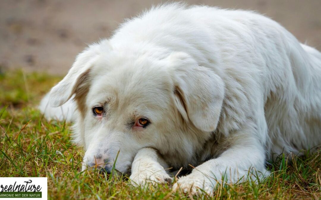 Trennungsangst bei Hunden