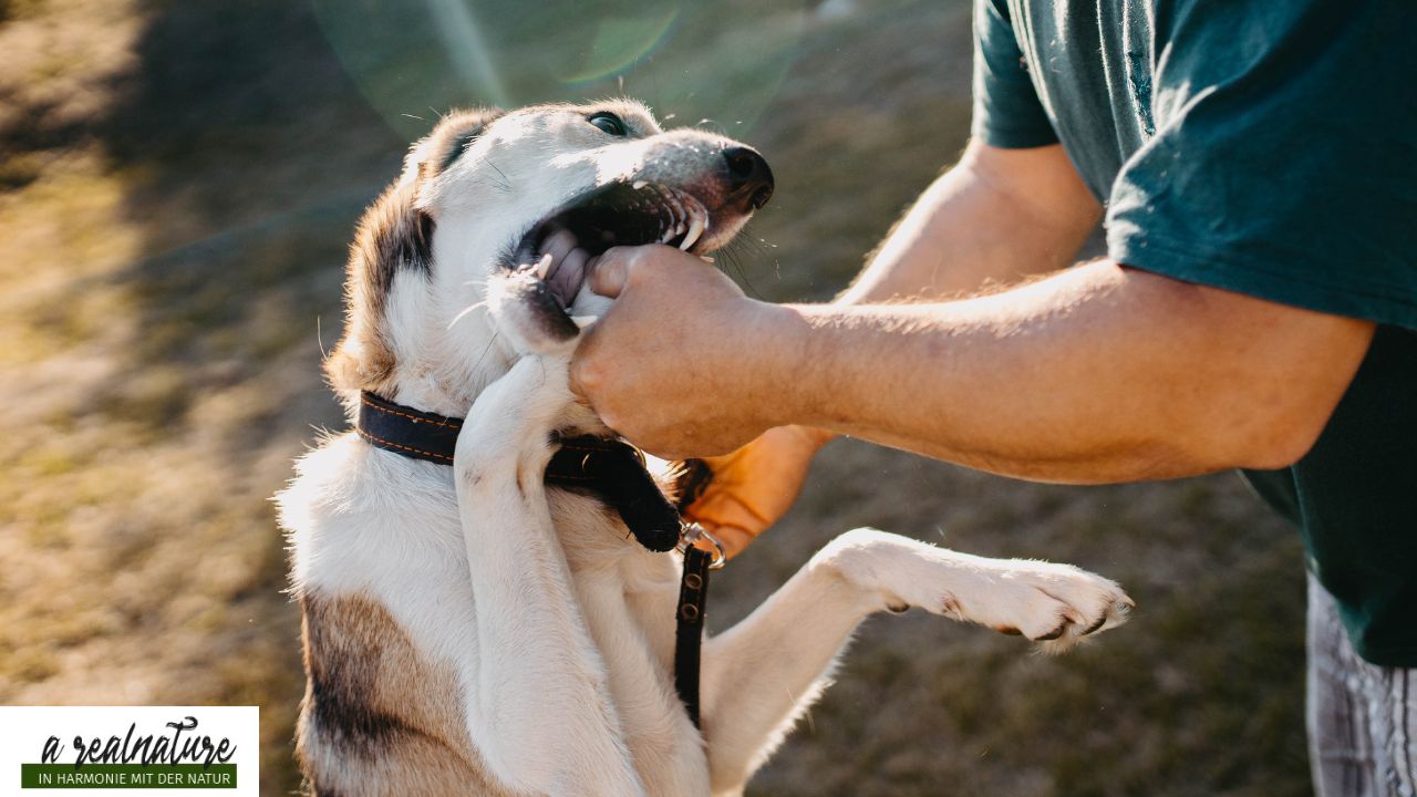 Wenn Hunde im Draußen pöbeln – Teil 1