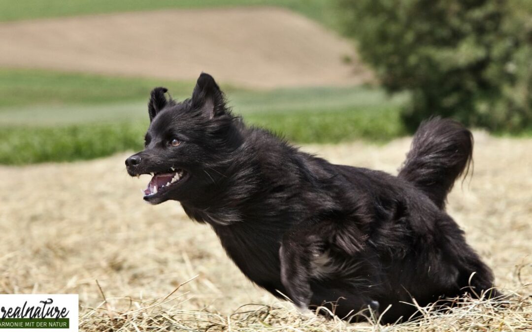 So bringst du einen aufgeregten Hund zur Ruhe