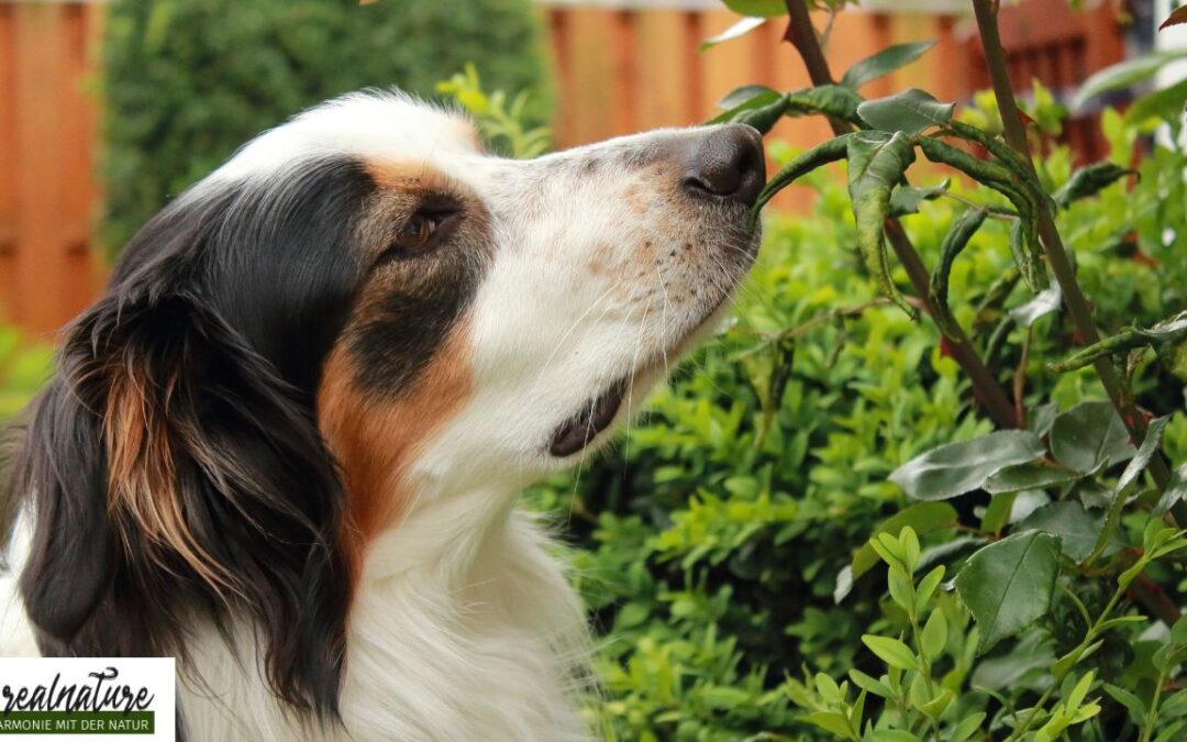 Hunde fühlen sich verantwortlich