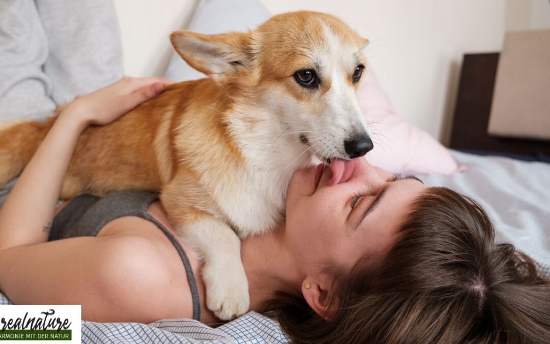 Hund leckt mich ab