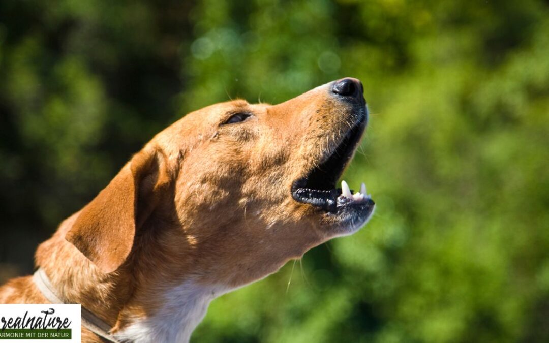 Kläffende Hunde beruhigen