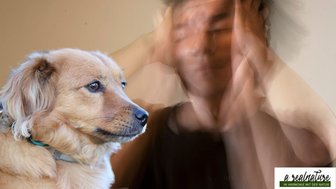 Hund als Spiegel deiner Blockaden