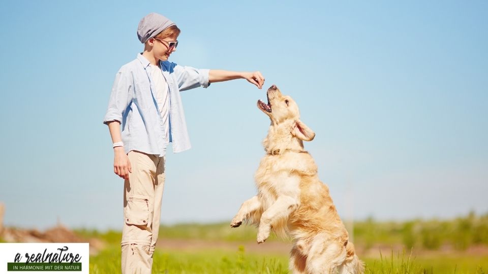Hund belohnen: So machst du es richtig
