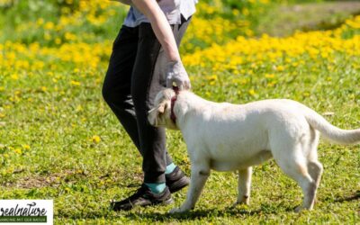 Hund will nicht mit Partner Gassi gehen – warum das passiert und was du tun kannst