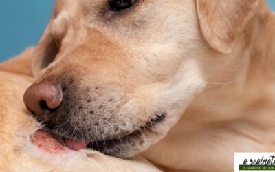 Hundeprobleme sind multidimensional