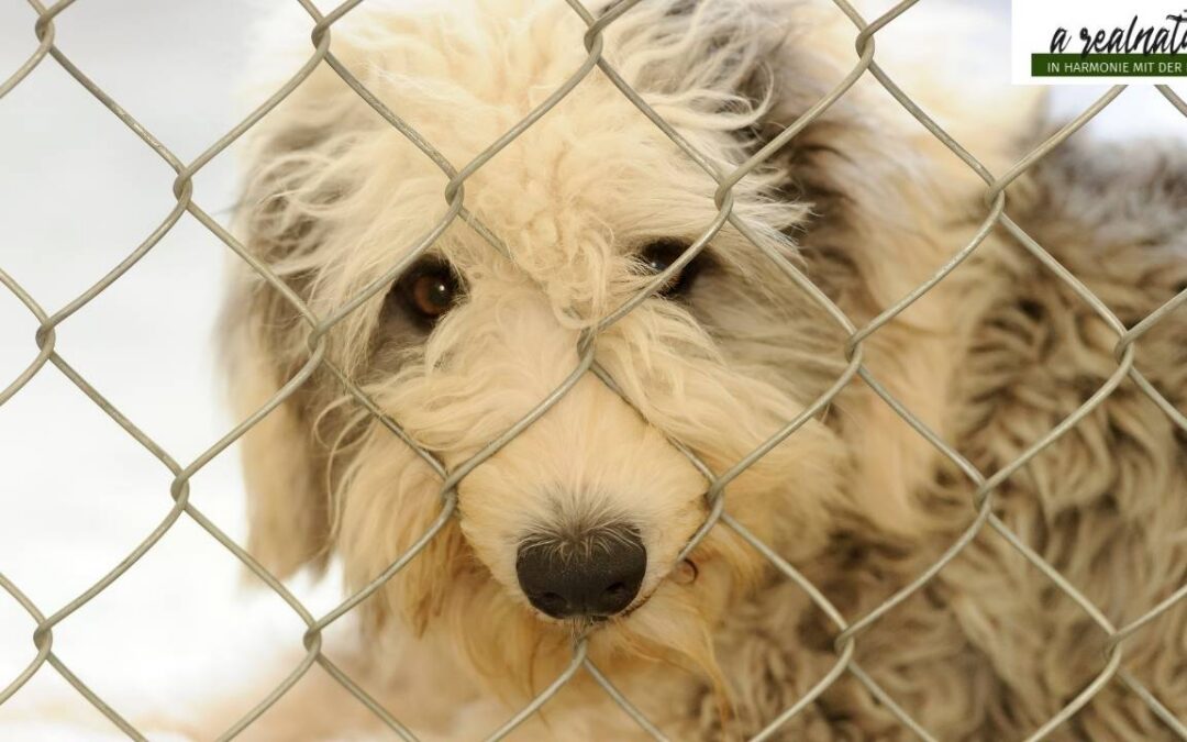 Hund aus 3. Hand übernehmen – Wichtig zu wissen
