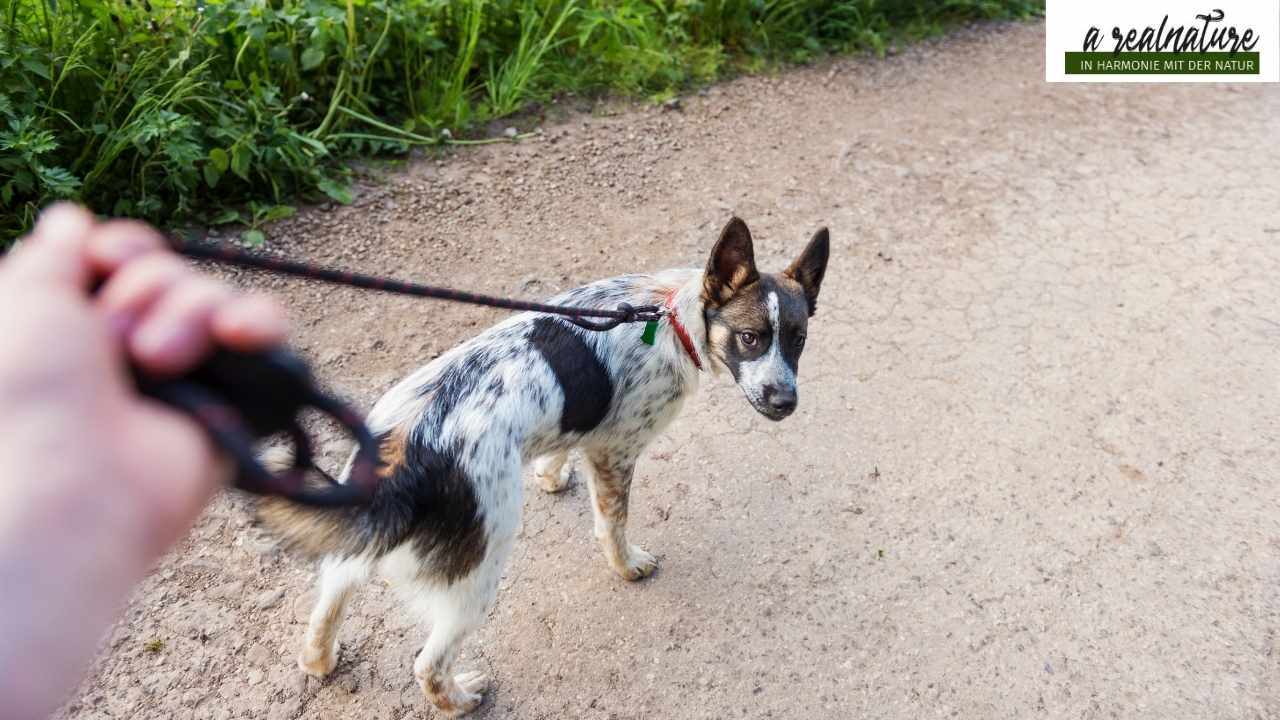 Leinenführigkeit Hund