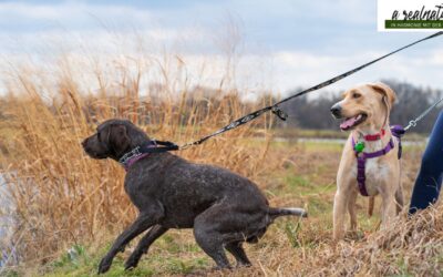 Hund zieht an der Leine – warum das Problem oft zu Hause beginnt