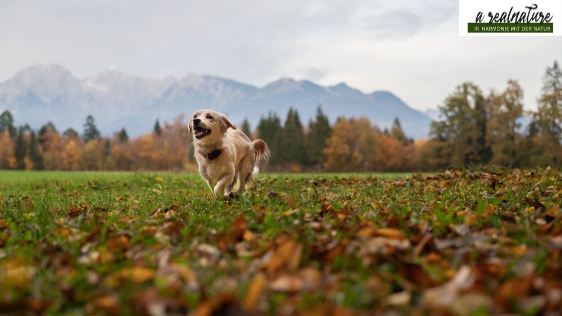 Hund hört nicht auf Rückruf