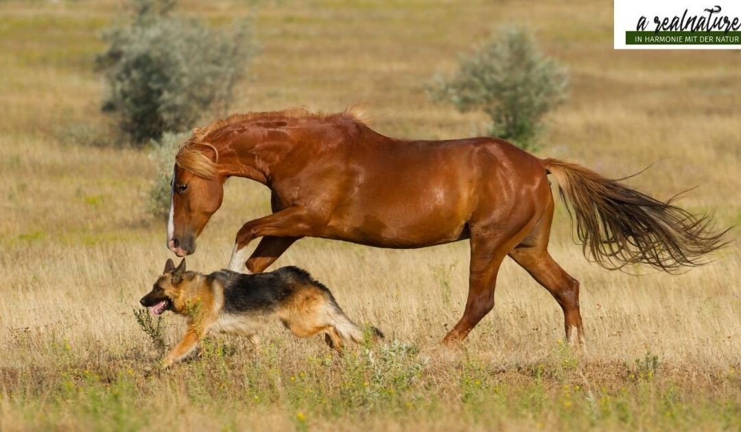 Hund hört nicht auf mich? Ursachen & Verhaltensanalyse