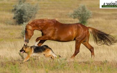 Hund hört nicht auf mich? Ursachen & Verhaltensanalyse
