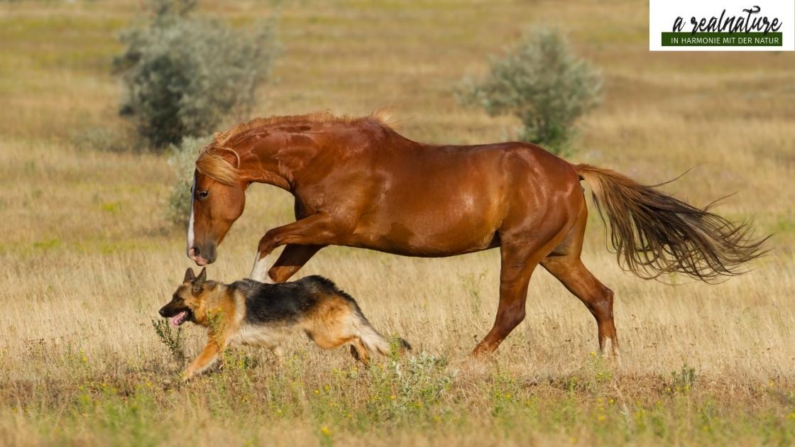 Hund hört nicht auf mich