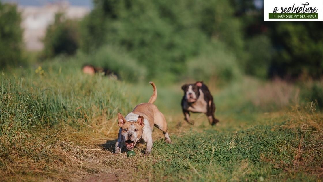 Hund ignoriert den Rückruf