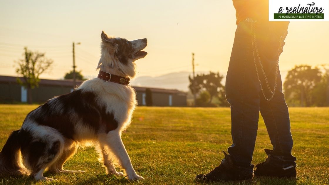 Rückruftraining mit Hund
