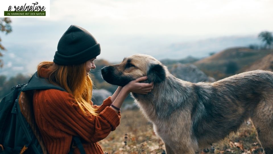 hundekommunikation-vertrauen
