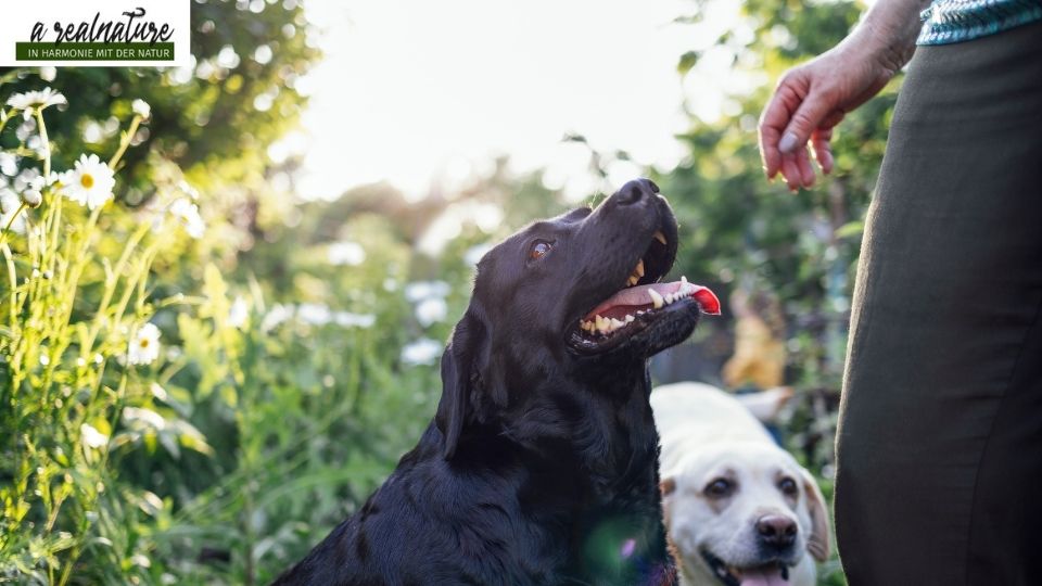 hundeverhalten verstehen