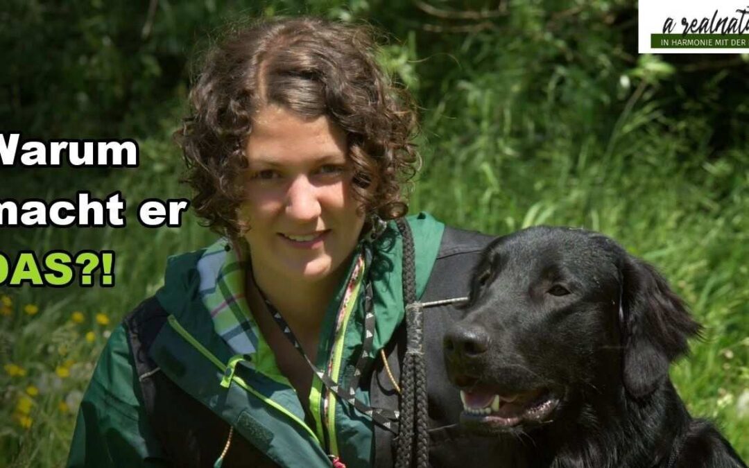 Warum macht mein Hund das? 3 Verhaltensweisen erklärt