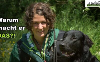 Warum macht mein Hund das? 3 Verhaltensweisen erklärt