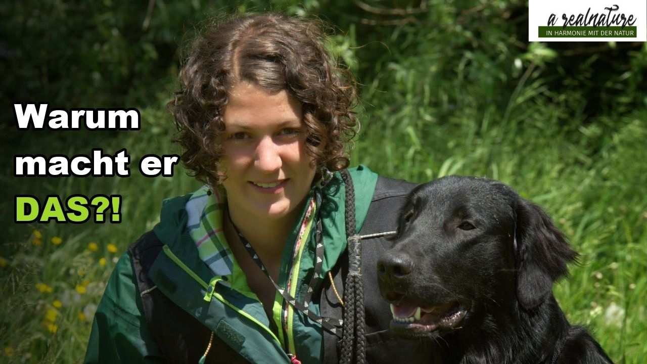 warum macht er das warum macht er das